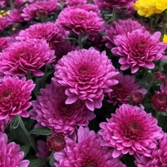 Pink Chrysanthemum