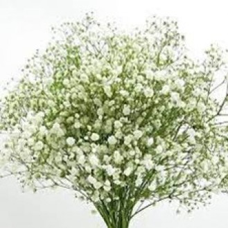 Gypsophila