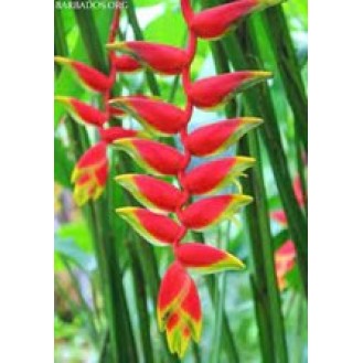 Heliconia 