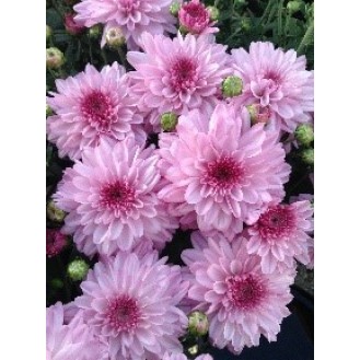 Chrysanthemum (Light Pink)