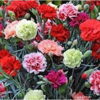 Mix Color Carnation