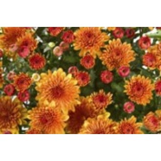 Orange Chrysanthemum