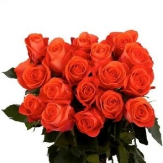 Orange Rose