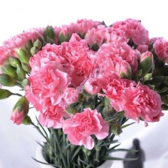 Pink Carnation