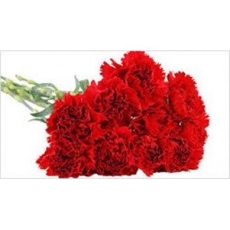 Red Carnation