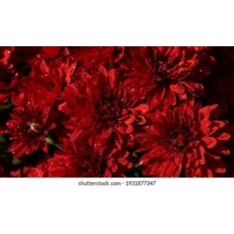 Red Chrysanthemum