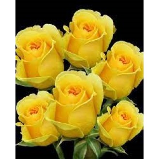 Yellow Rose