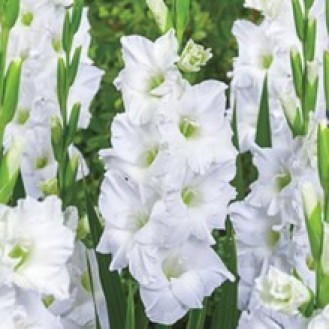 White Gladiolus